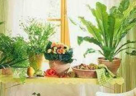 居家风水学之家庭养花风水禁忌