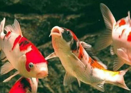 养鱼风水有哪些注意禁忌