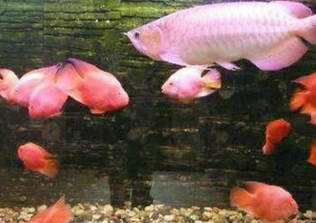 客厅鱼缸的摆放风水有那些讲究 客厅鱼缸的摆放风水有那些讲究