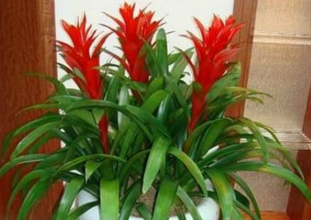 什么样的植物可以的旺财