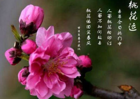 桃花运快速催旺的方法 桃花运快速催旺的方法