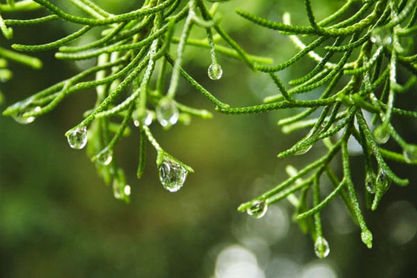 八字天干透双癸意味着什么 八字天干透双癸意味着什么