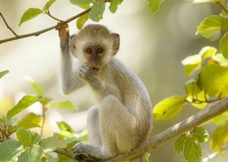 属猴的幸运花是什么花 属猴的幸运花是什么花