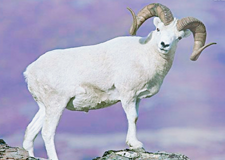 属羊的幸运花是什么花 属羊的幸运花是什么花