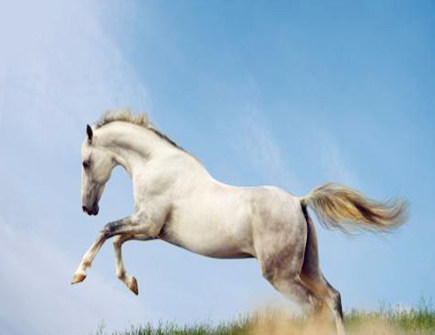 属马人2021年健康运如何