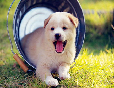 属狗人2021年健康运如何