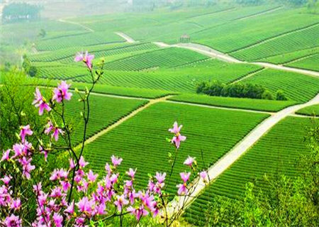 己土女的命运如何