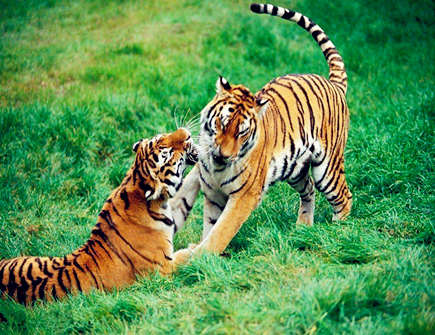 属虎起名忌讳什么