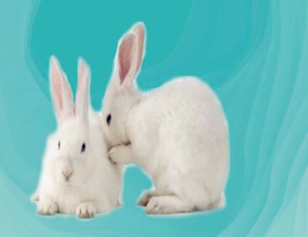 属兔起名忌讳什么