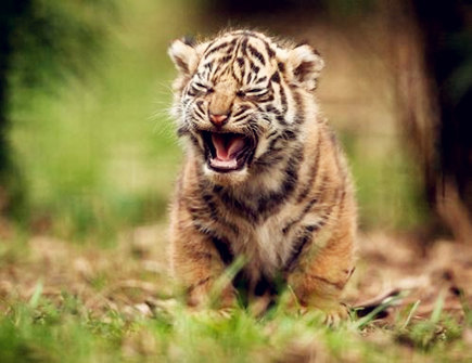 属虎人适合开什么店 属虎人适合开什么店