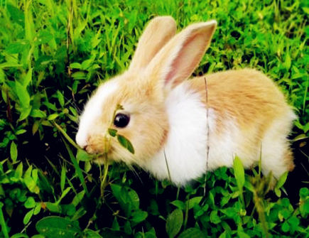 属兔人适合开什么店 属兔人适合开什么店