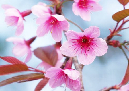 家里放什么吉祥物旺桃花运 家里放什么吉祥物旺桃花运