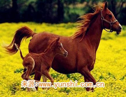 属马什么时辰出生命苦 属马什么时辰出生命苦