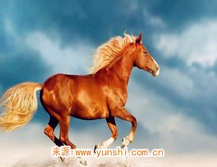 属马纹身纹什么旺财