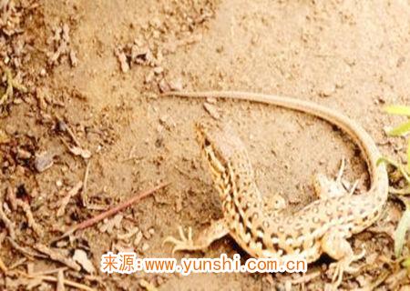 壁虎在家里是什么征兆