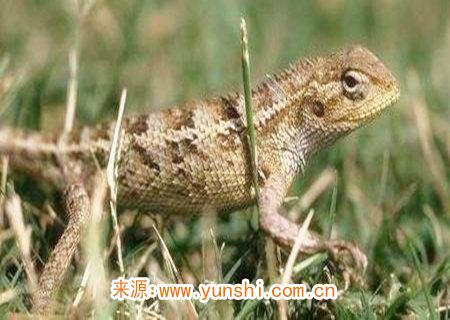 壁虎在家里是什么征兆