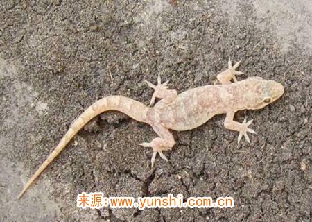 壁虎在家里是什么征兆