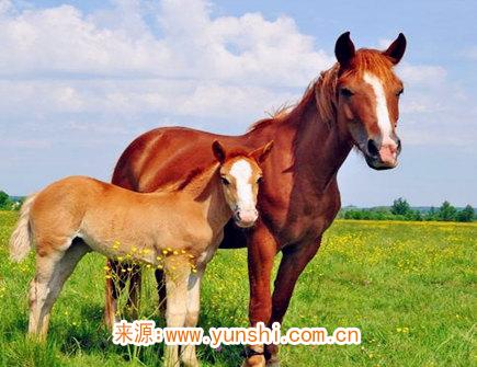 属马人一生有哪些灾难