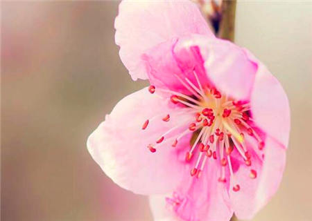 怎么看八字有没有桃花 怎么看八字有没有桃花