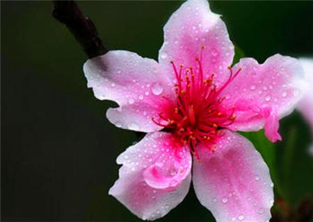 怎么看八字有没有桃花 怎么看八字有没有桃花