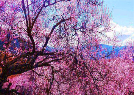 怎么看八字有没有桃花 怎么看八字有没有桃花