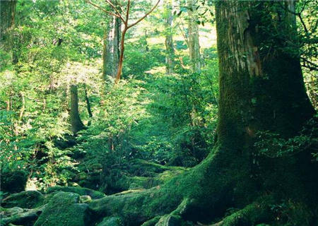 大林木命什么意思 大林木命什么意思