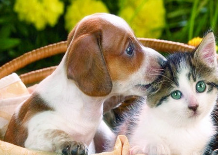 家中养猫狗的风水禁忌 家中养猫狗的风水禁忌