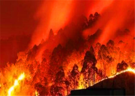 1995年属火还是木 1995年属火还是木