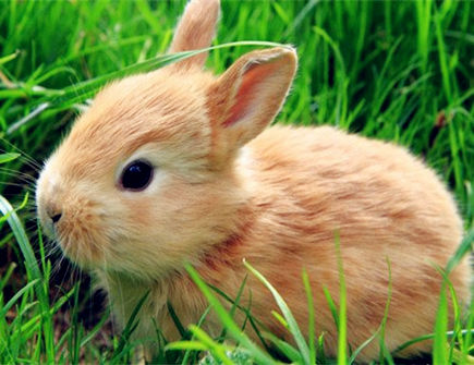 属兔遇小人怎么办