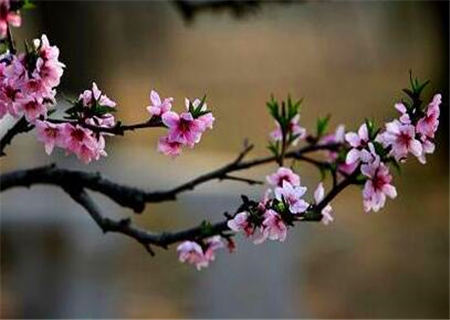 什么样的八字桃花运旺 什么样的八字桃花运旺