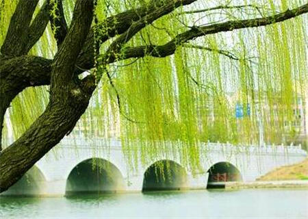 戊土生于卯月如何