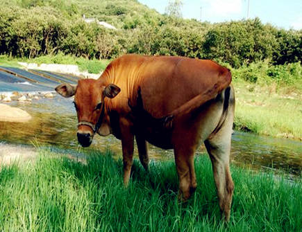 生肖牛哪个月份最苦