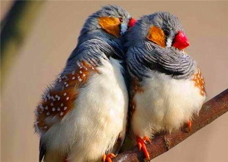 八字分析如何获得爱情 八字分析如何获得爱情