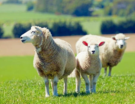 属羊人养鱼有什么讲究 属羊人养鱼有什么讲究