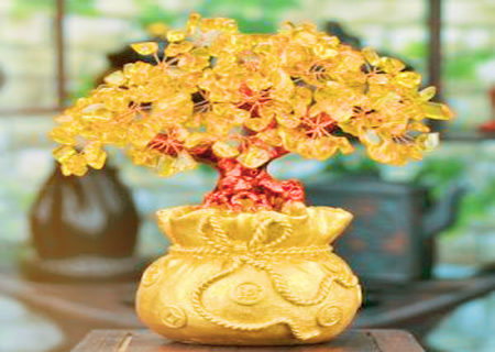 招财树摆放风水宜忌 招财树摆放风水宜忌