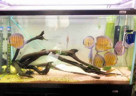 办公室养鱼的风水讲究 办公室养鱼的风水讲究