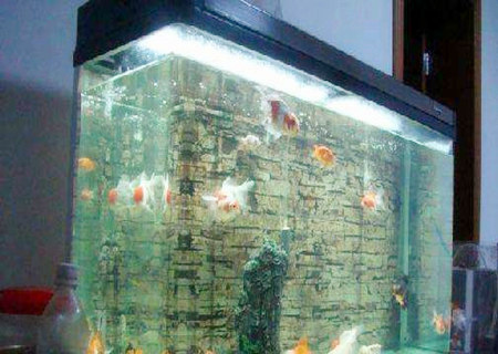 办公室养鱼的风水讲究 办公室养鱼的风水讲究