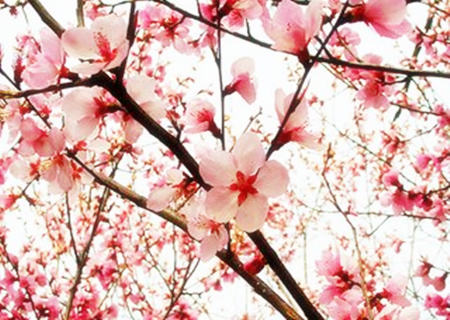 可以催旺桃花运的吉祥物