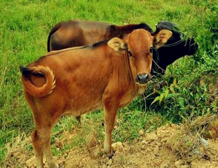 属牛人家里摆放什么好