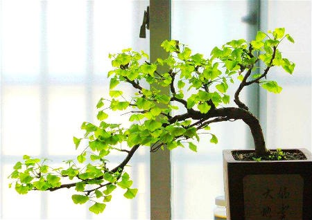 家里摆什么镇宅 家里摆什么镇宅