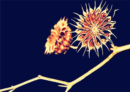 八字五行偏枯是什么意思 八字五行偏枯是什么意思