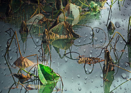 八字五行偏枯是什么意思 八字五行偏枯是什么意思