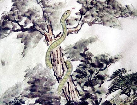 属蛇人家里养什么植物好