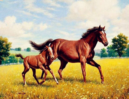 属马人家里养什么植物好