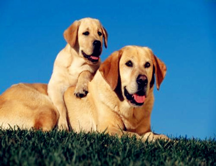 属狗人的办公室布局 属狗人的办公室布局