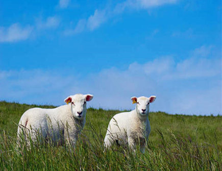 属羊的男人感情弱点 属羊的男人感情弱点