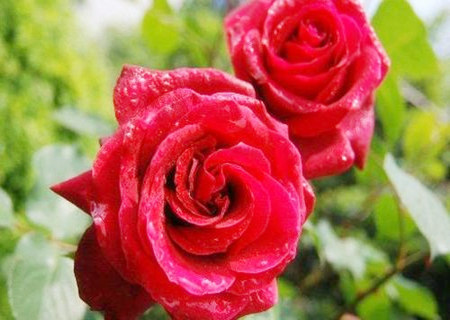 女生卧室养什么花能旺桃花运 女生卧室养什么花能旺桃花运