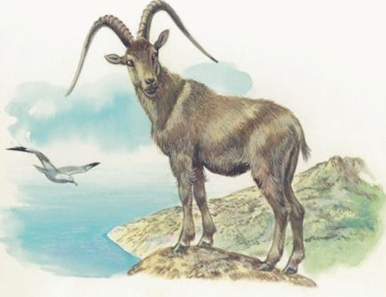 属羊女人的感情弱点 属羊女人的感情弱点