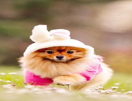 属狗女人的感情弱点