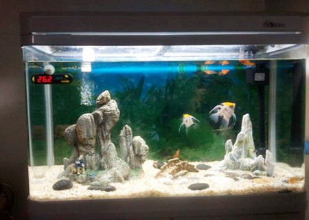 鱼缸的风水作用有哪些 鱼缸的风水作用有哪些